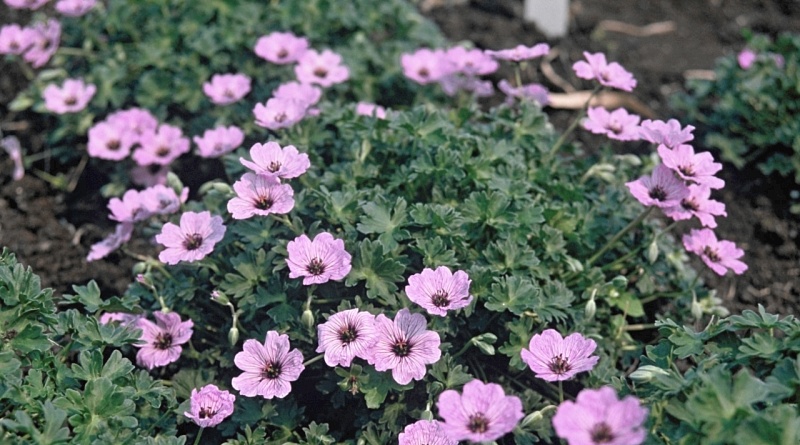 Герань пепельная Балерина 1 шт Р9